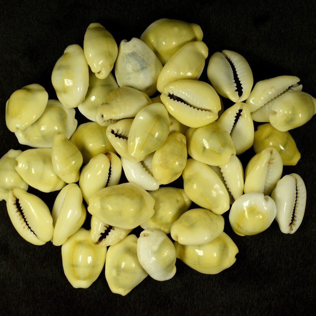 Búzios Pequeno Amarelo Africano 100 Gramas