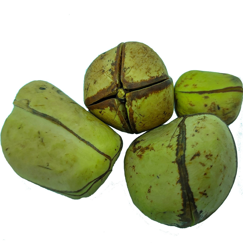 Obi Africano Legítimo 4 Gomos Branco 1 Unidade Obi Umbanda, candomblé e esotéricos Obi Africano Legítimo 4 Gomos Branco 1 Unidade Obi Umbanda, candomblé e esotéricos